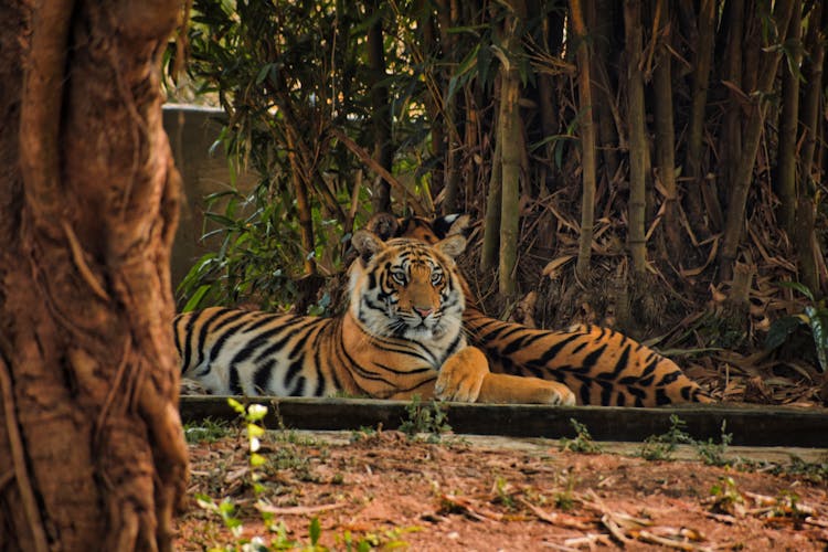 Tigers Lying Beside The Tree