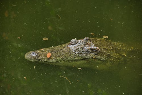 A Crocodile in the Water 