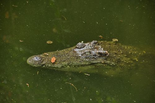 Free A crocodile's head partially submerged in green water, showcasing its natural camouflage and predatory gaze. Stock Photo