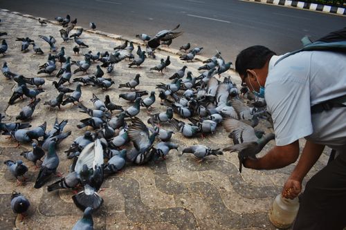 Free A man wearing a mask feeds a large flock of pigeons on a city street in Bhubaneswar, India. Stock Photo