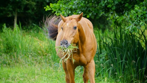 Cheval Brun Mangeant De L'herbe