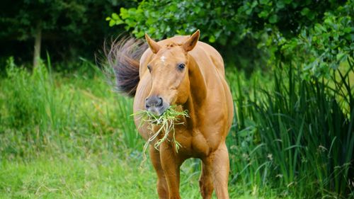 Free A brown horse eats grass in a green and natural countryside setting. Stock Photo