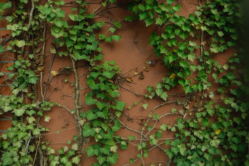 Free Close-up of lush green ivy vines climbing a rustic brick wall, showcasing nature's artistry. Stock Photo