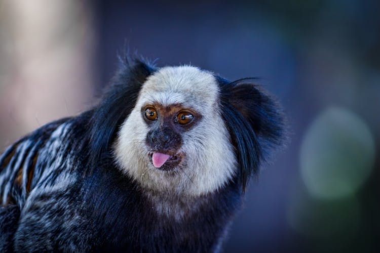 Geoffrey's Marmoset In Close-Up Photography