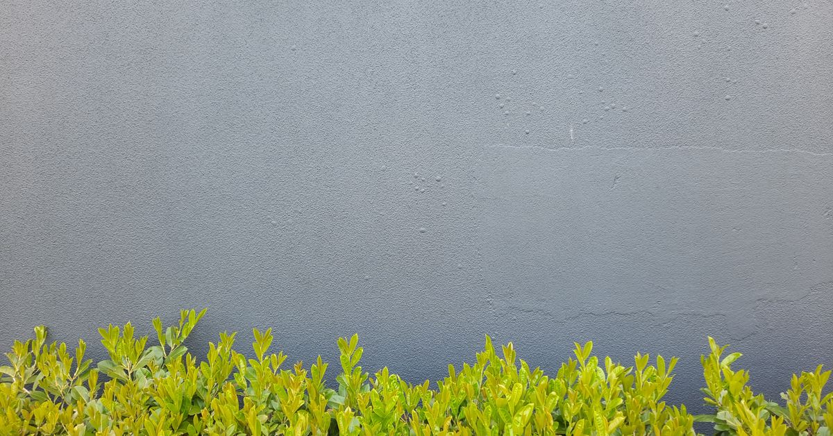 Cerca Viva: As Melhores Plantas para Muro e Privacidade Cerca viva verde e densa junto a um muro cinza