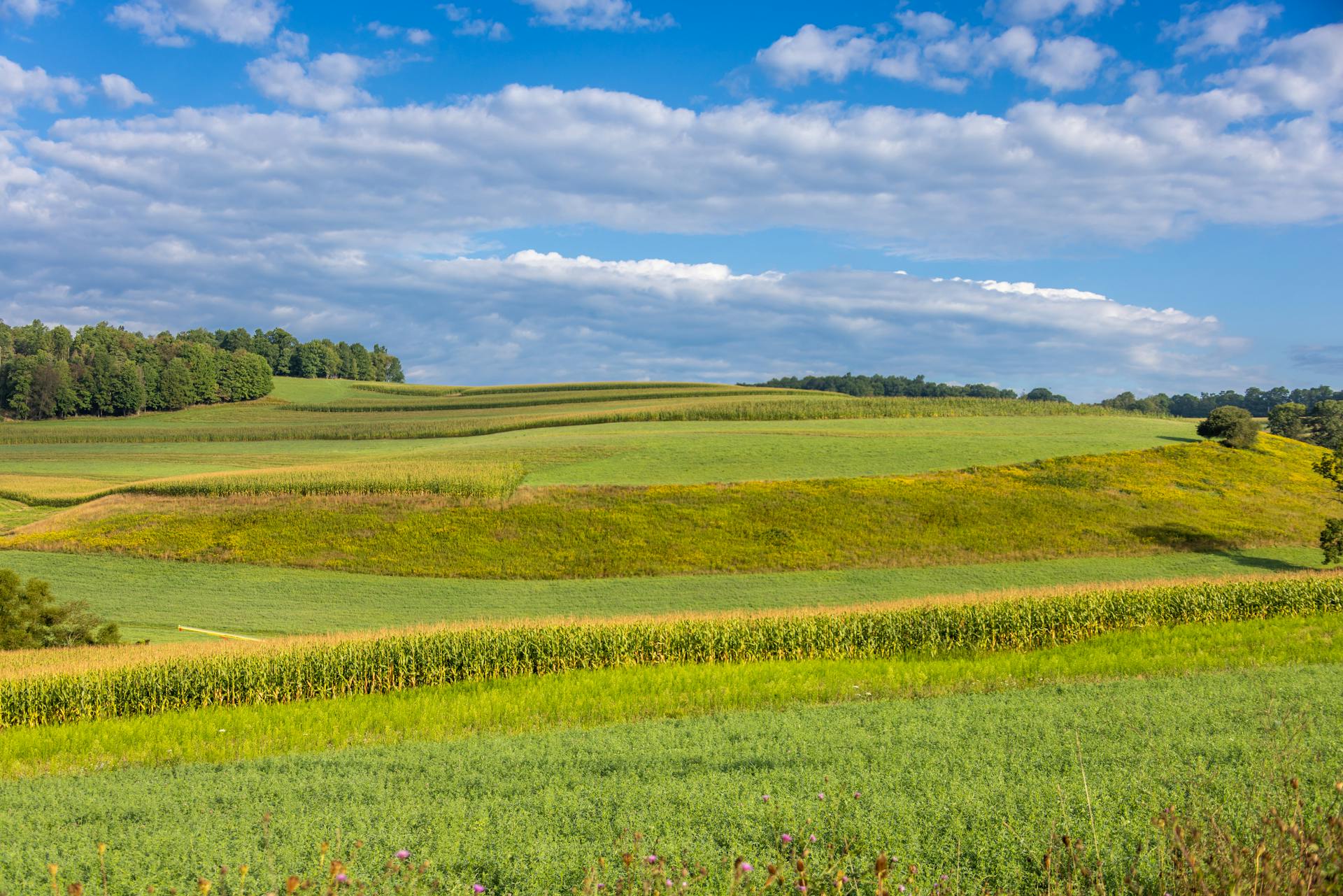 Scenic view of rolling farmland and cornfields in Pennsylvania under a bright blue sky.