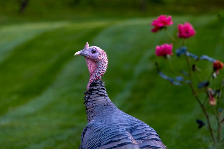 Wild Turkey