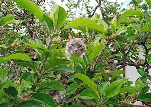 Darmowe zdjęcie z galerii z kocie oczy, kot, ogród