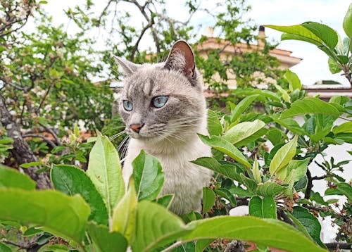 Darmowe zdjęcie z galerii z kot, niebieski, niebieskie oczy