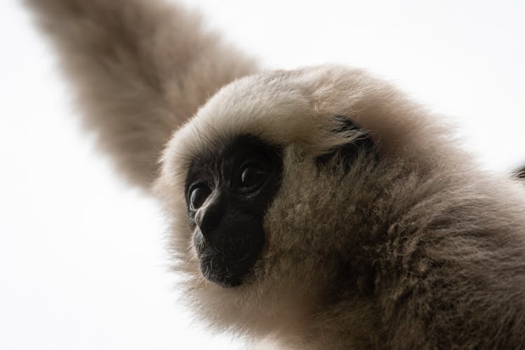 Close-Up Shot Of A Gibbon