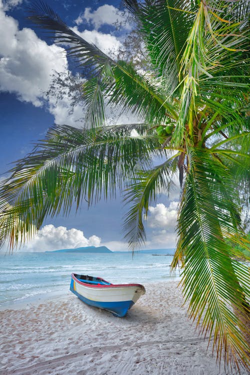 Free A Palm Tree Near the Wooden Boat on the Beach Stock Photo