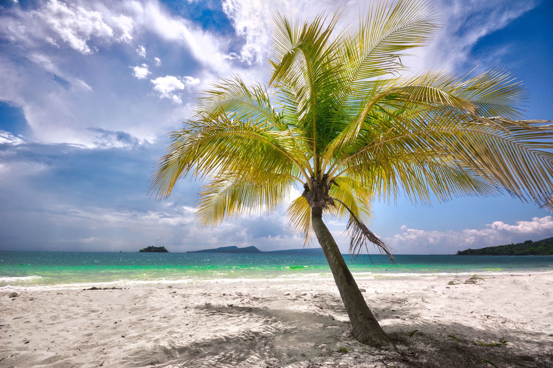Lush palm tree by azure sea on Koh Rong, Cambodia's pristine beach.
