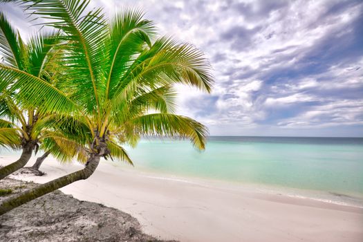 Scenic beach view with vibrant palm trees and clear sky in Sihanoukville, Cambodia.