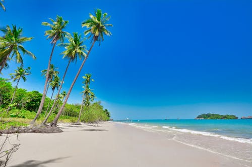 A Tropical Beach Under the Blue Sky