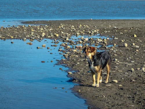 Δωρεάν στοκ φωτογραφιών με beagle, perro, piedras