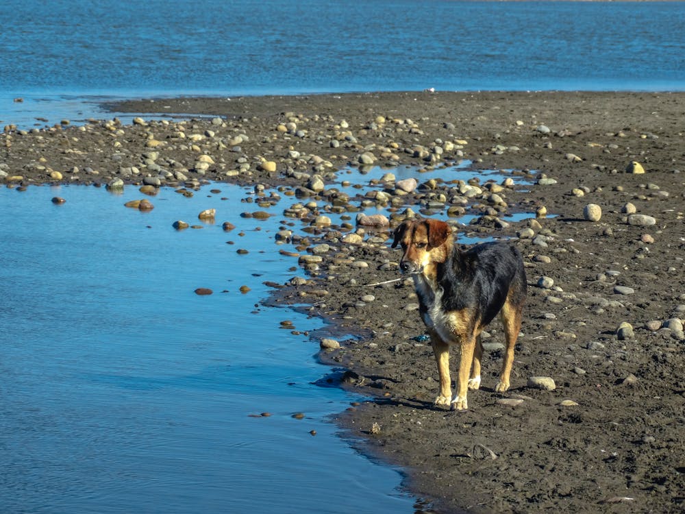 Δωρεάν στοκ φωτογραφιών με beagle, perro, piedras