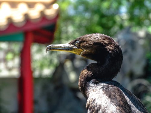 Δωρεάν στοκ φωτογραφιών με ave, aves, aves chilenas