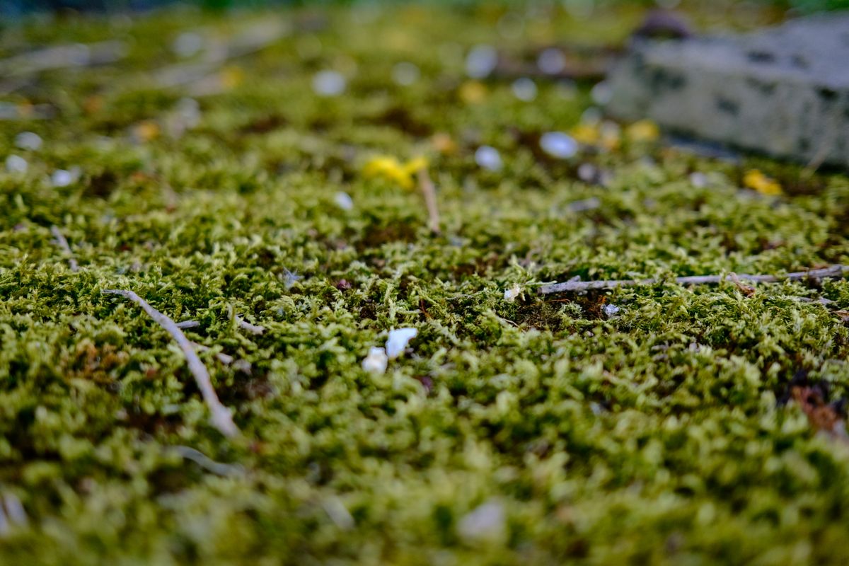 Artificial Moss Wall Panels Worth Buying