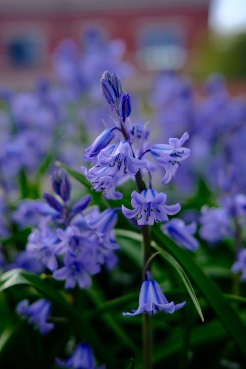 Gratis arkivbilde med blåklokker, blomster, blomsterblad