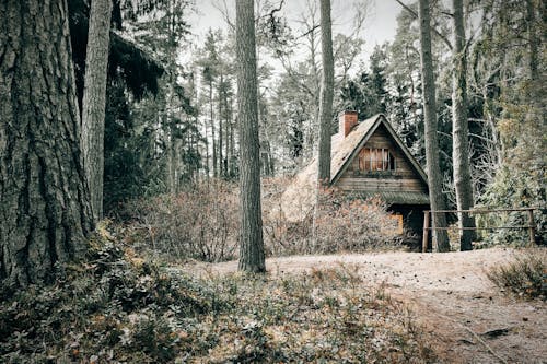 Photos gratuites de arbres, bois, cabine