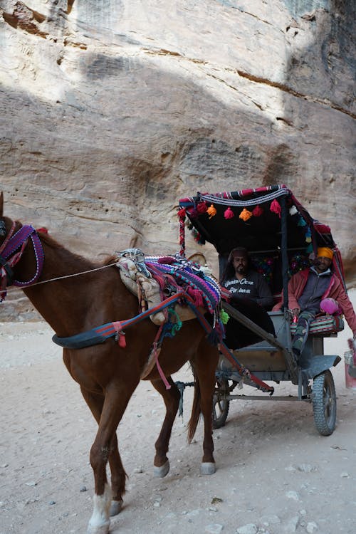 Free stock photo of brown horse, cart, horseback riding