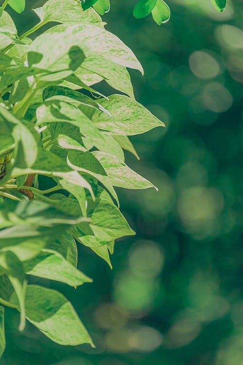 La Fotografia Macro Della Pianta Dalle Foglie Verdi