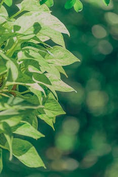 Close-up of lush green leaves with sunlit bokeh creating a serene nature backdrop.