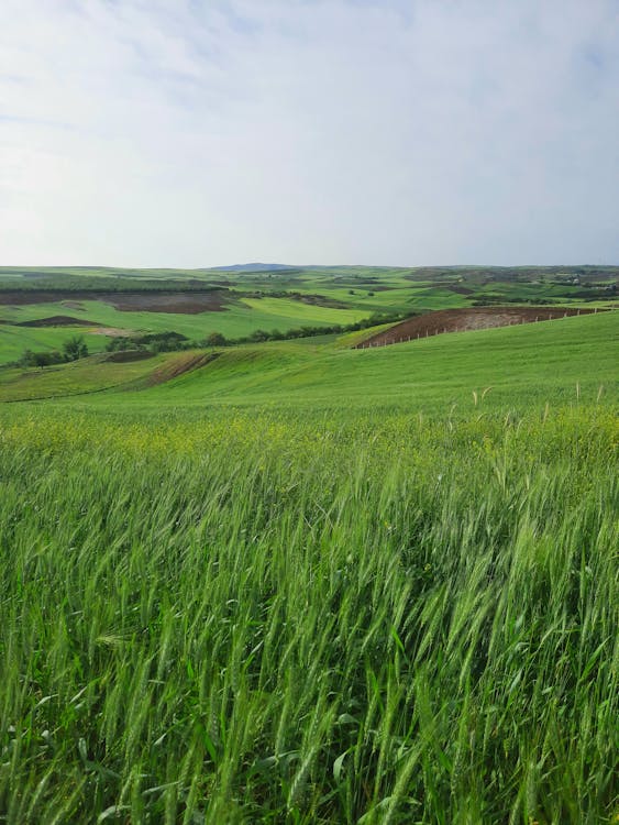 Green Grass Field Under White Sky