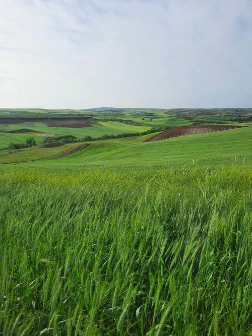 Free Expansive green fields with rolling hills under a bright sky, ideal for agricultural themes. Stock Photo