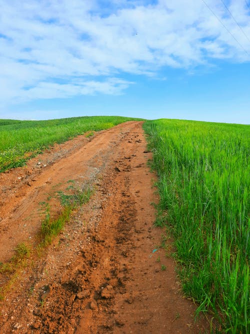 Kostenloses Stock Foto zu feldweg, grasfläche, vertikaler schuss