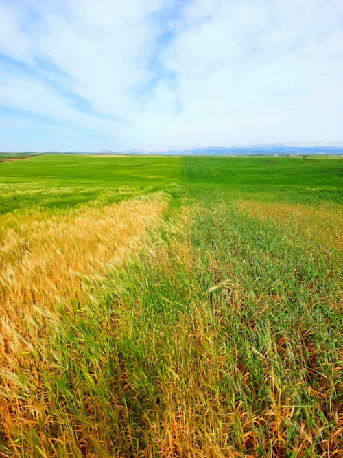 arazi, bitkiler, buğday tarlası içeren Ücretsiz stok fotoğraf