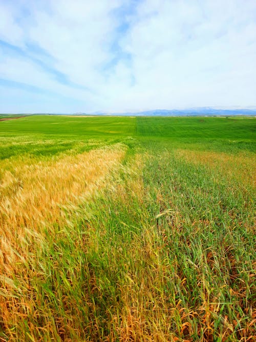 Foto profissional grátis de campina, campo de trigo, campo verde