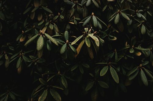 Free Moody close-up of smokebush leaves in low light, displaying rich textures and shadows. Stock Photo
