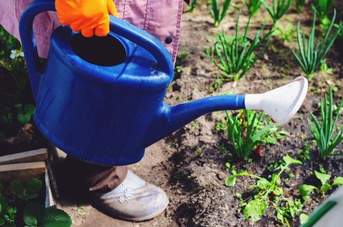 Free A person using a blue watering can to water plants in a garden, nurturing growth. Stock Photo