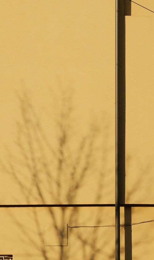 Free Artistic shadow of a tree on a yellow wall in Dnipro, capturing urban minimalism and abstract textures. Stock Photo