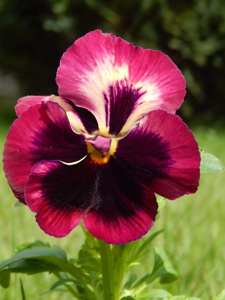 Violet Pansy Flower In A Meadow