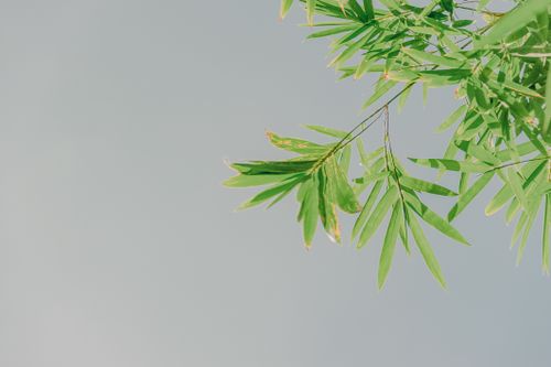 Free Bright green bamboo leaves against a pastel sky creating a serene nature scene. Stock Photo