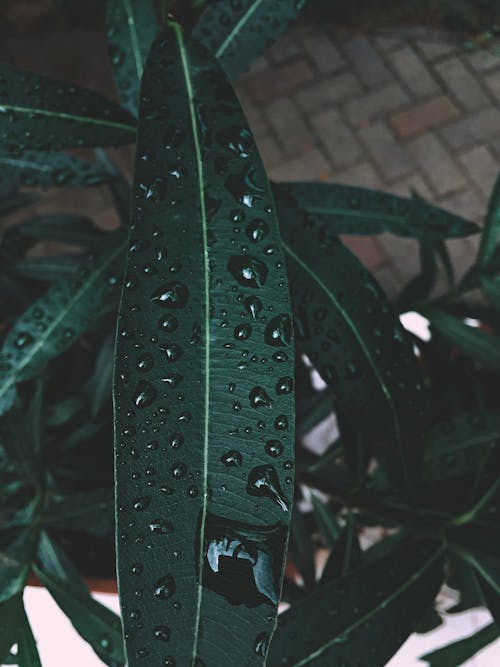 Green Leaf With Water Dew