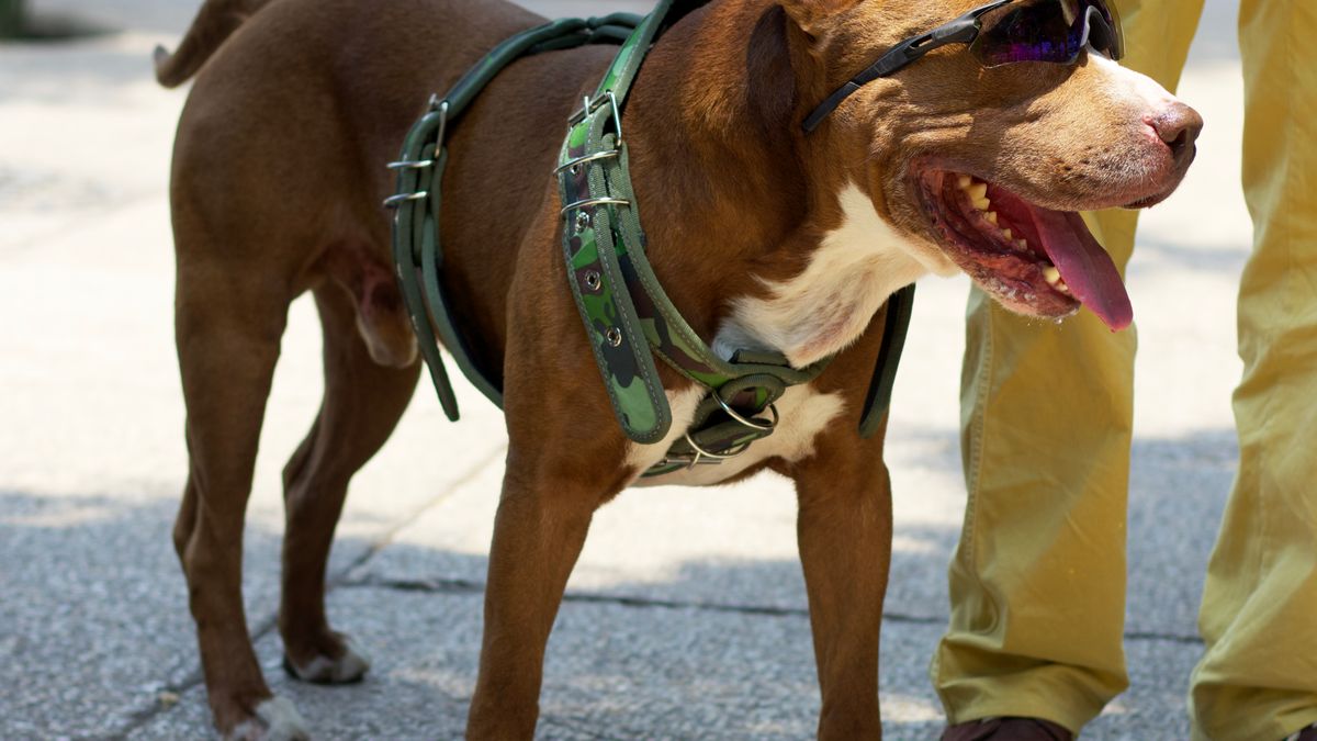 Meilleurs harnais pour chiens - illustration