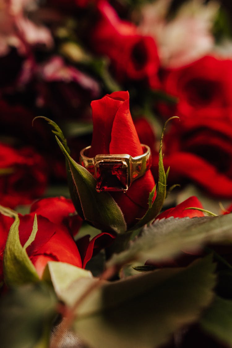 Ruby Ring On Rose Flower