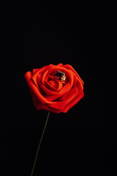 Free A Ring on a Rose Stock Photo