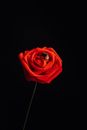 Red Flower with Golden Ring