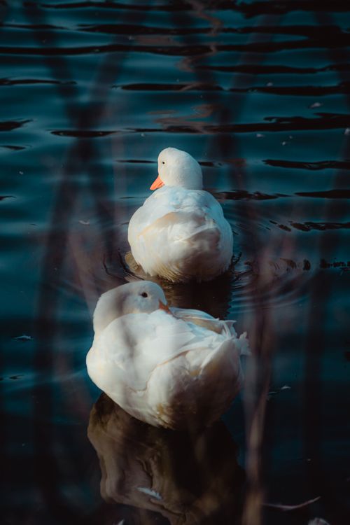 Free Two American Pekin ducks peacefully floating on a calm water surface, showcasing wildlife beauty. Stock Photo
