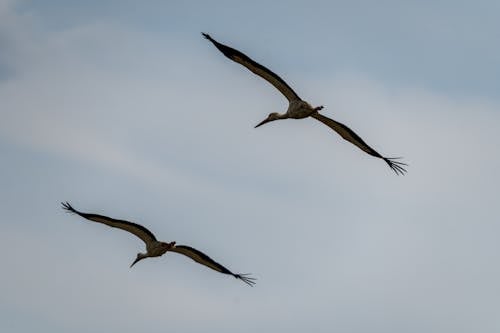 Birds with Long Beaks Flying Clear Blue Sky