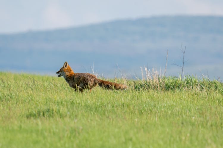 Fox Running On Green Grass Field