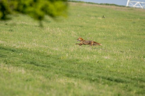 Photo of a Running Brown Fox in Green Grass 
