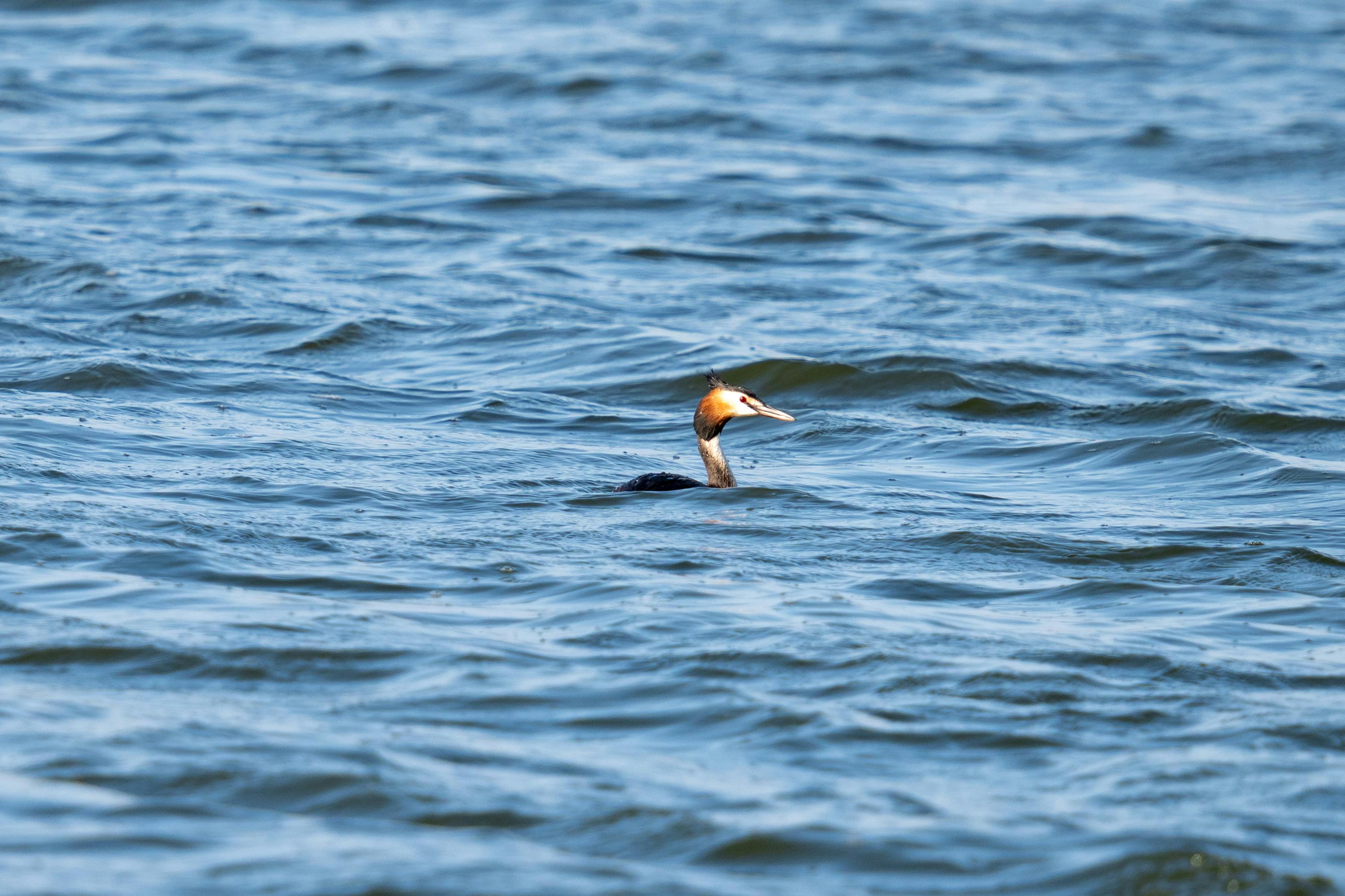 Birds on the Lake · Free Stock Photo