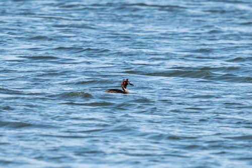 Free A great crested grebe swimming in calm blue waters, showcasing wildlife in its natural habitat. Stock Photo