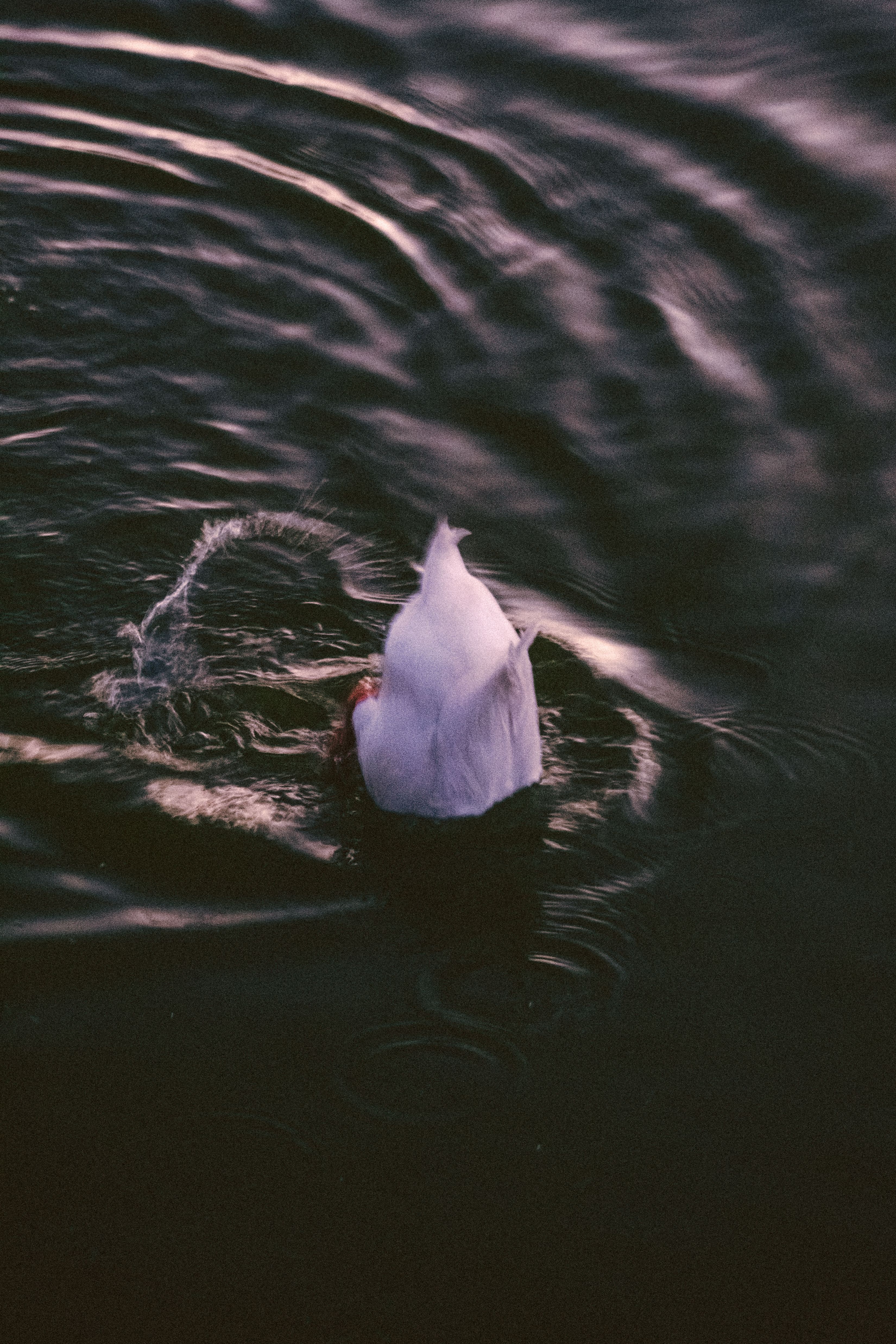 Diving Duck Photos, Download The BEST Free Diving Duck Stock Photos