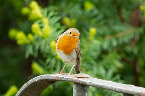 Ücretsiz avrupa robin, hayvan fotoğrafçılığı, kapatmak içeren Ücretsiz stok fotoğraf Stok Fotoğraflar